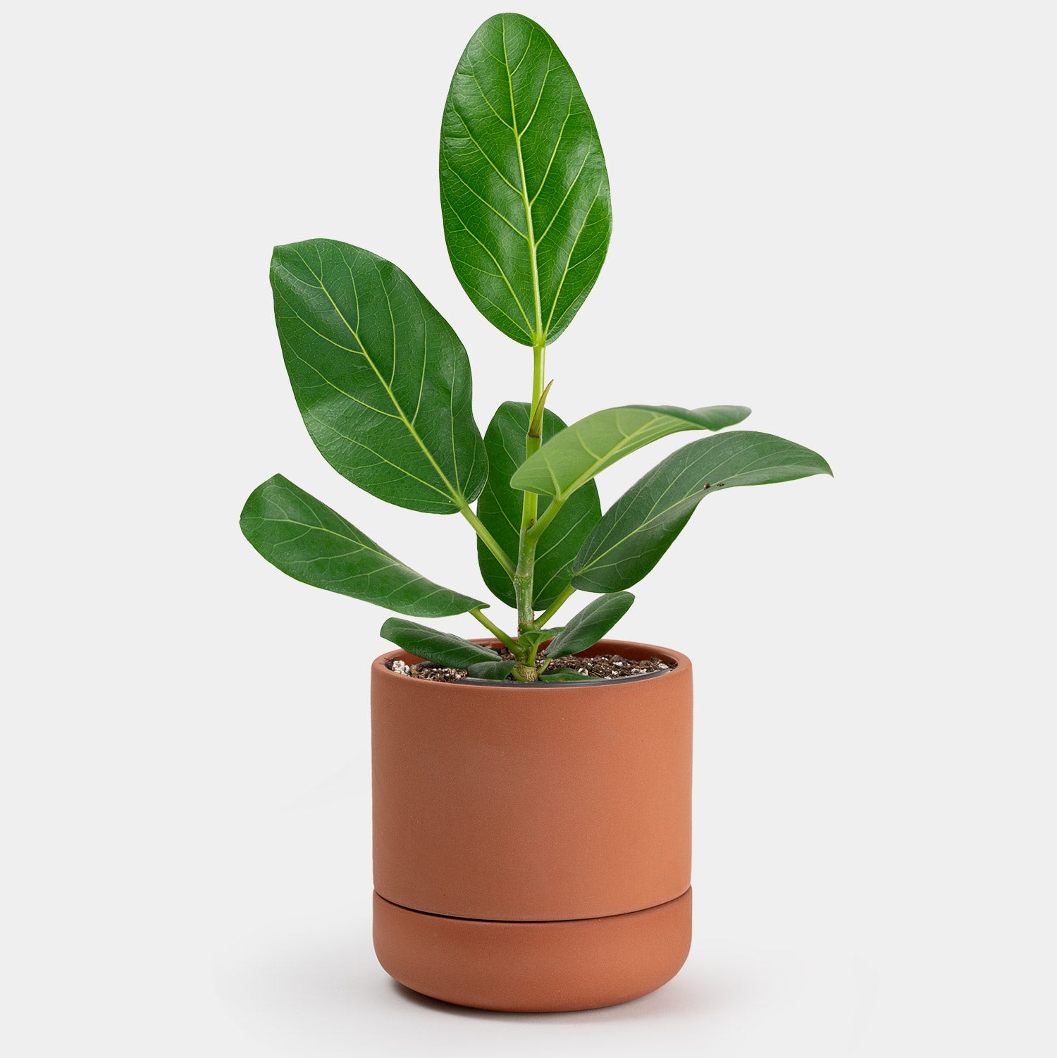 Ficus Audrey | 4