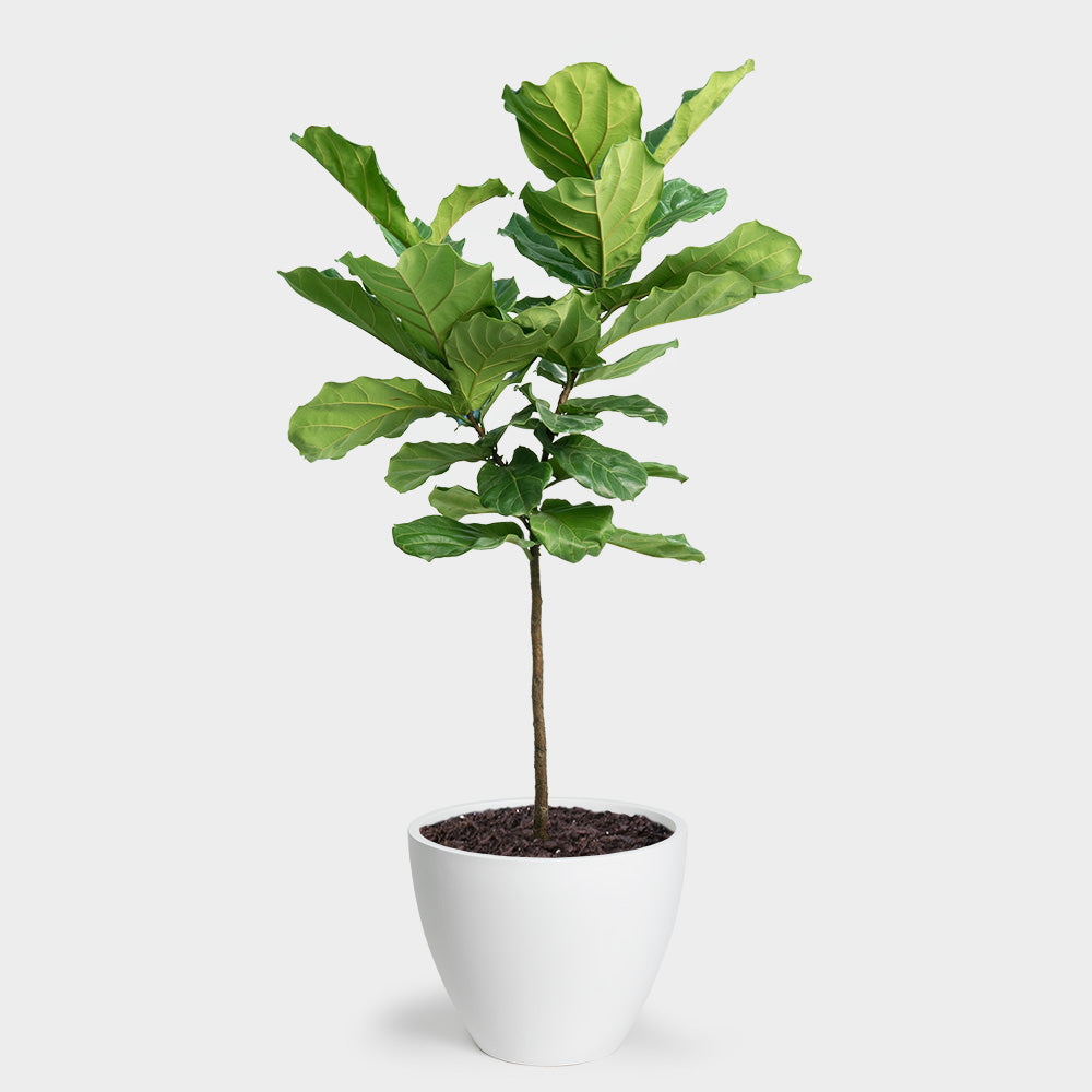 sy Lav en snemand karton Greenery Unlimited | Fiddle Leaf Fig Tree | Plant Delivery