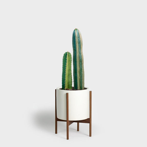 Cereus Cactus (Cereus Peruvianus) | 10