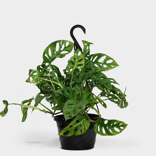 Monstera Adanonsii 