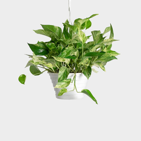 Marble Queen Pothos | Order Potted Plants Online