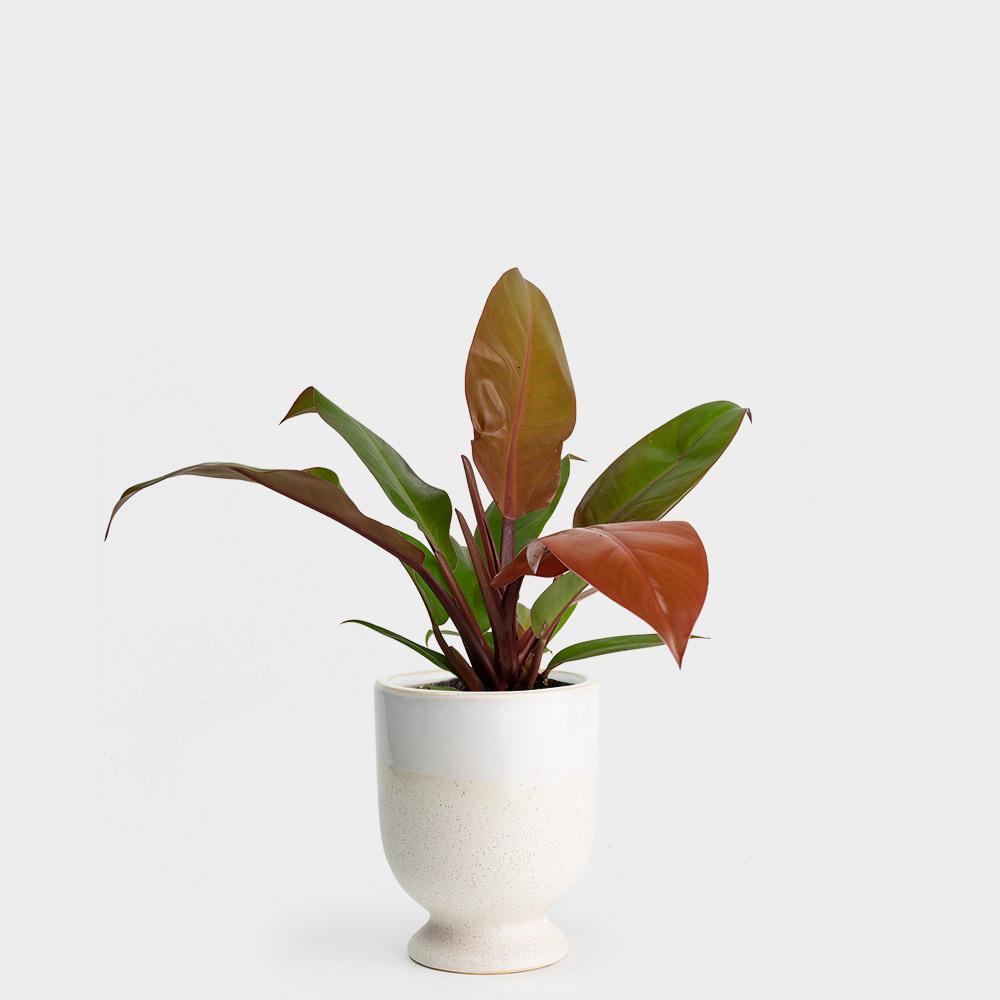Philodendron Prince of Orange | 4