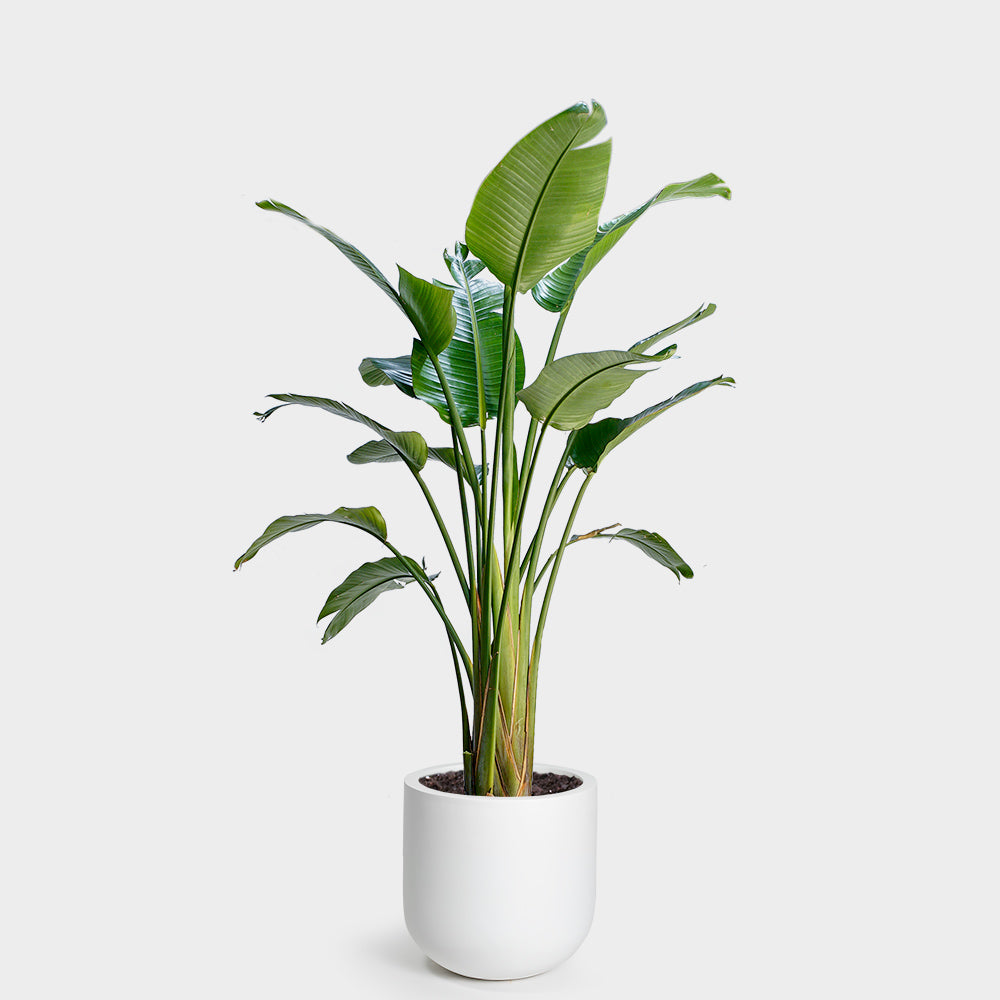 Bird Of Paradise Plant Potted