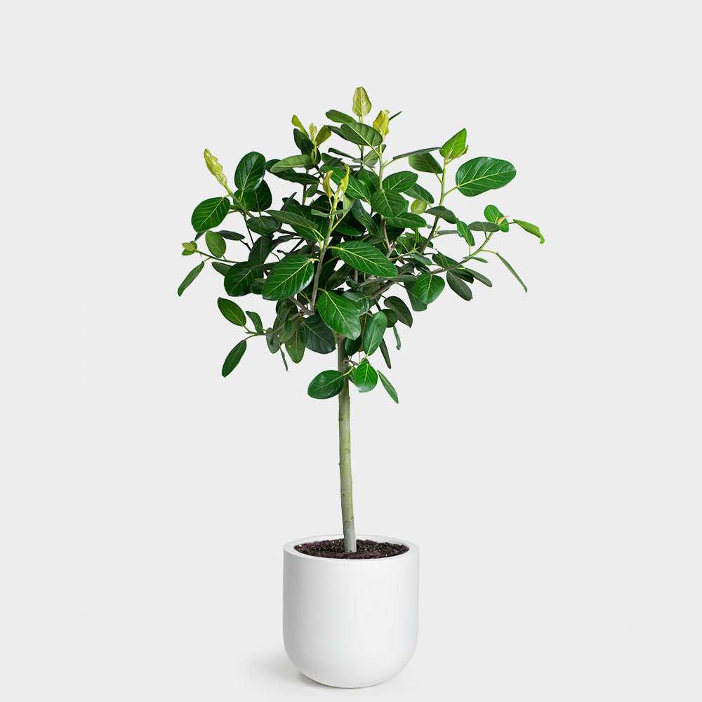 Large Ficus Large Ficus