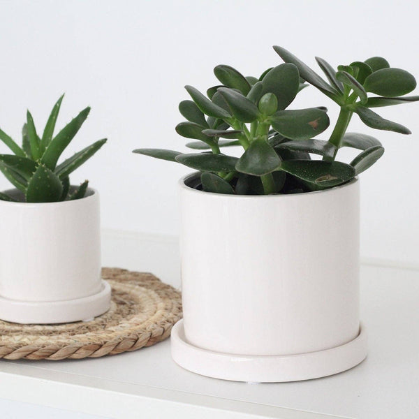 Small Planter with Saucer in Minimalist Glossy White: 4.75