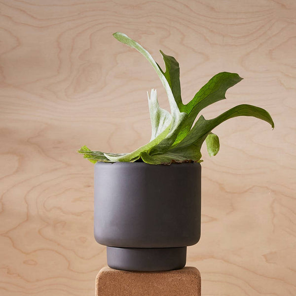 Aaron Probyn US - BOTANY porcelain plant pot MEDIUM: Graphite Black