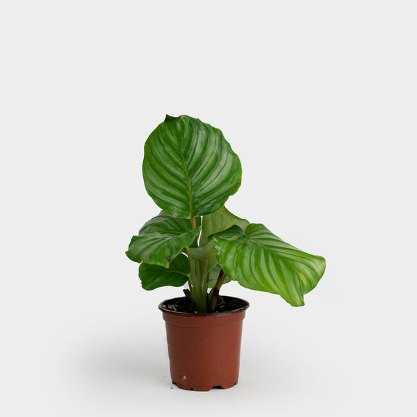 Calathea Orbifolia | 4