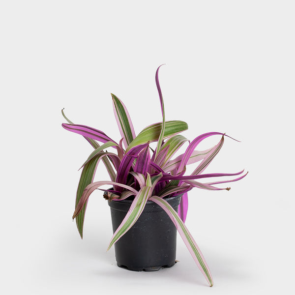 Rheo Pink Oyster Plant | 4